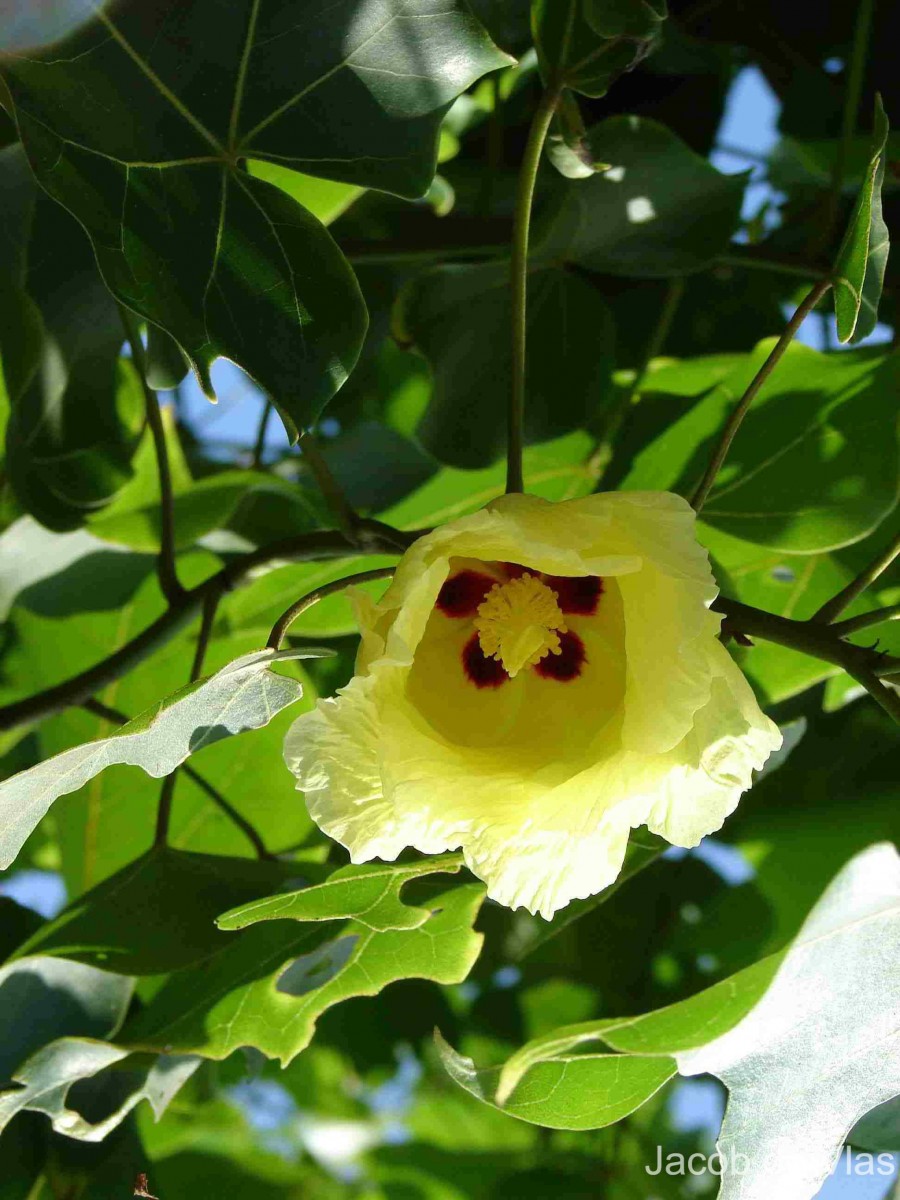 Thespesia populnea (L.) Sol. ex Corrêa